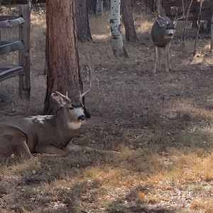 Meet your Posher, Joan